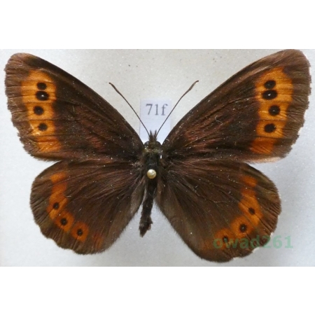 Erebia ligea (Linnaeus, 1758) male Górówka boruta Czech71f